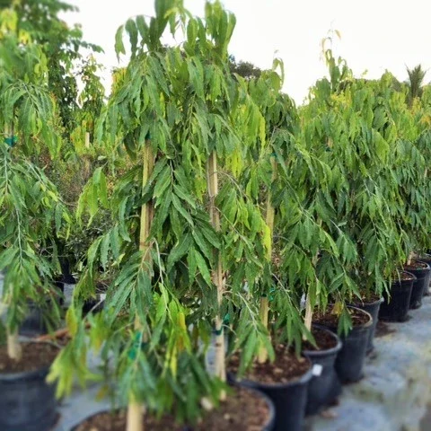 Polyolthia longifolia