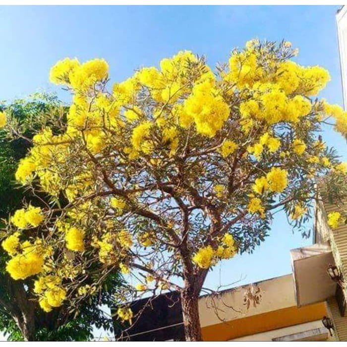 Tabebuia argentea