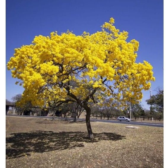 Tabebuia argentea