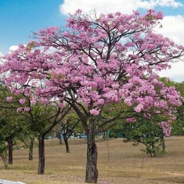 Tabebuia rosea
