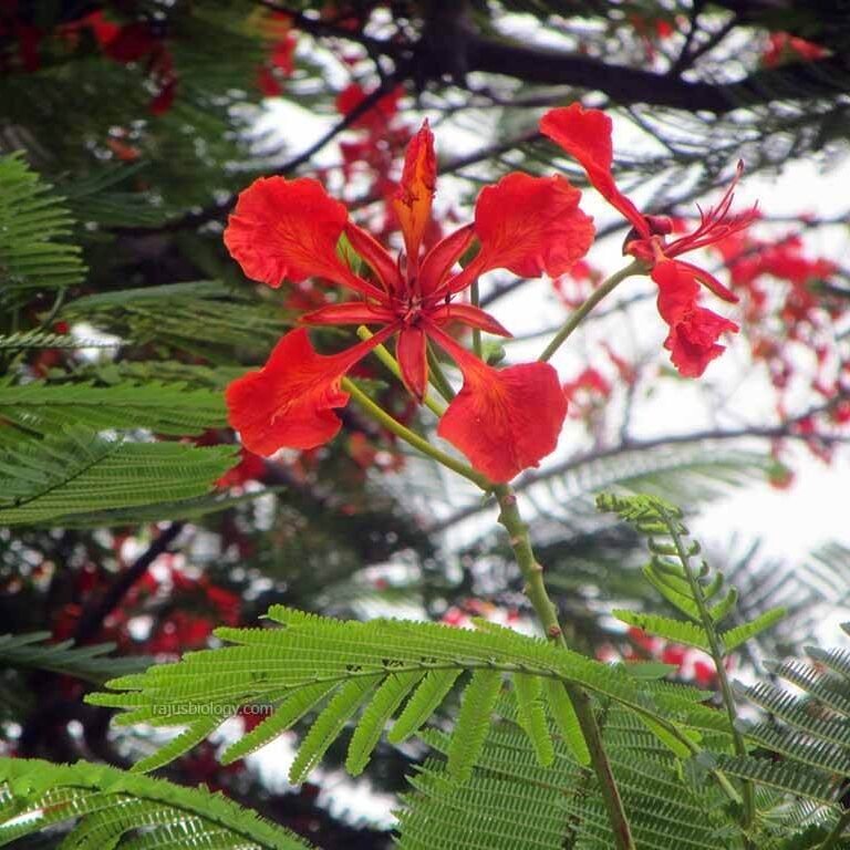 Delonix regia