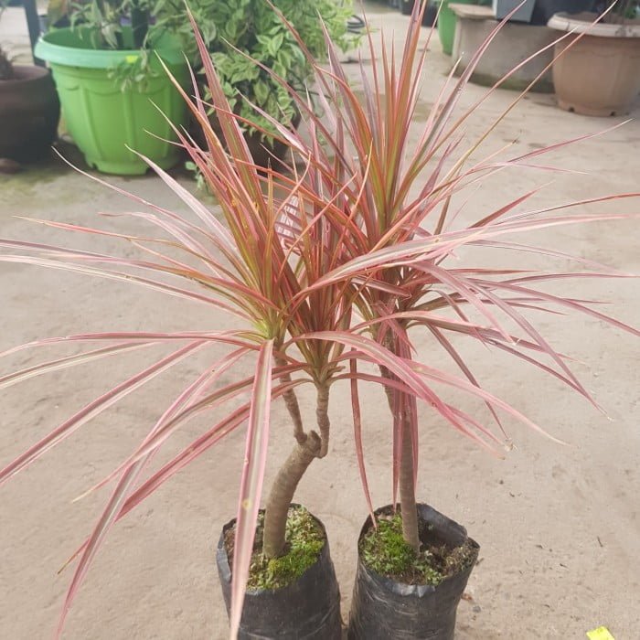 dracaena marginata
