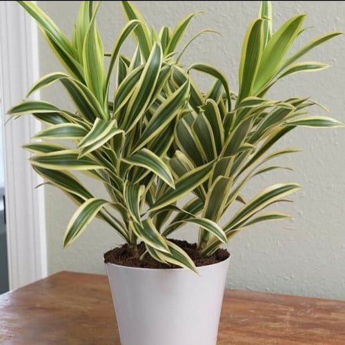 dracaena reflexa