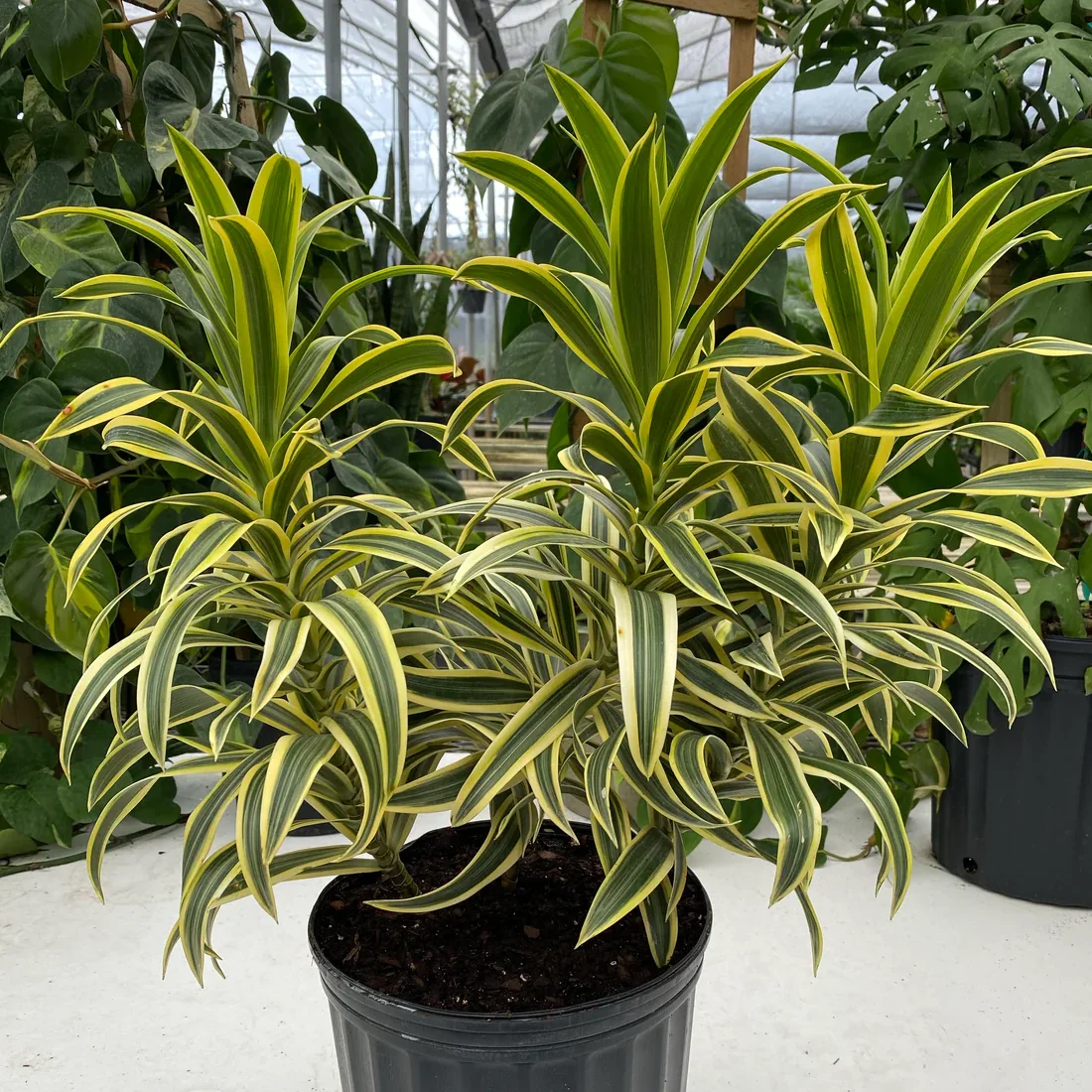 dracaena reflexa