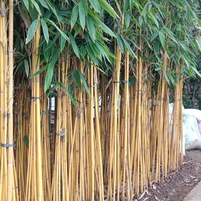 Phyllostachys aurea