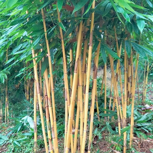 Phyllostachys aurea
