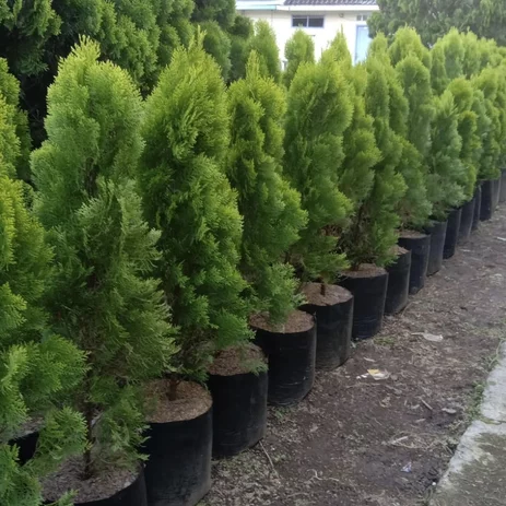 platycladus orientalis