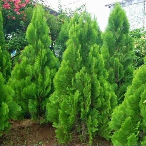 platycladus orientalis