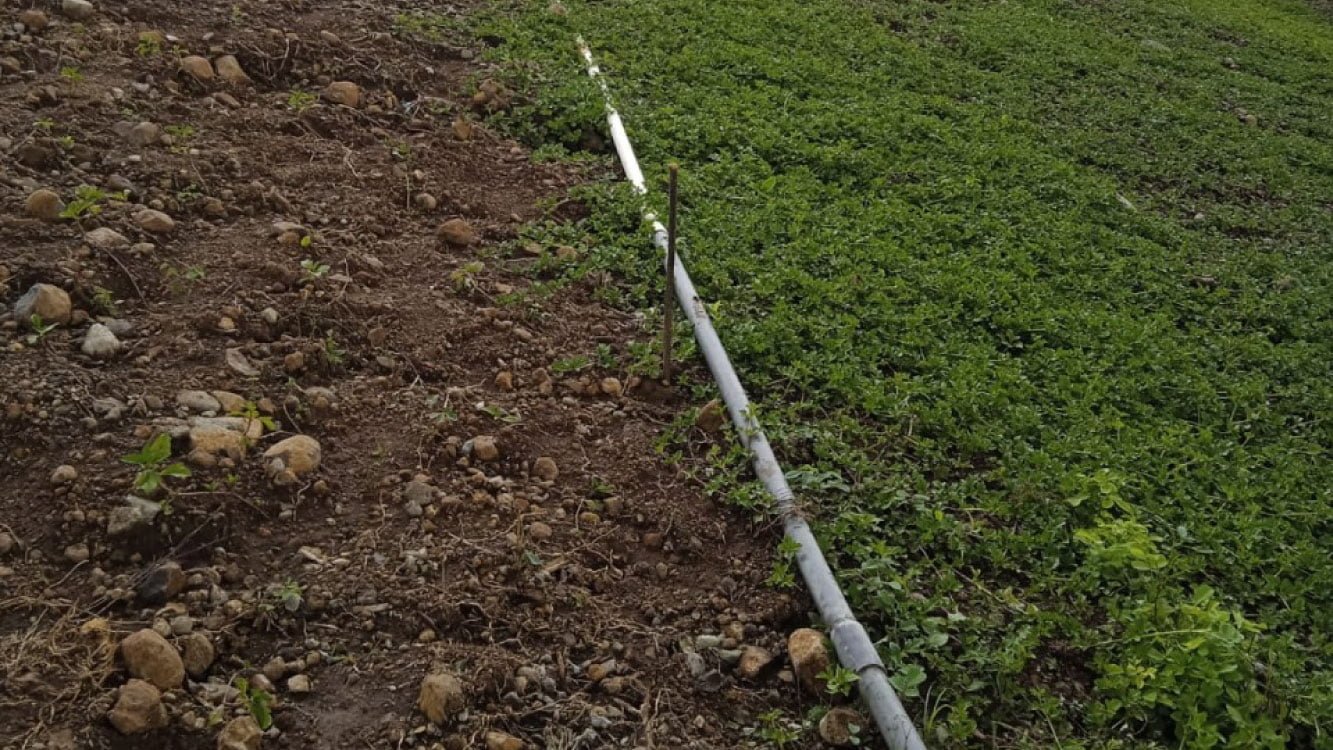 Plantation and Nursery