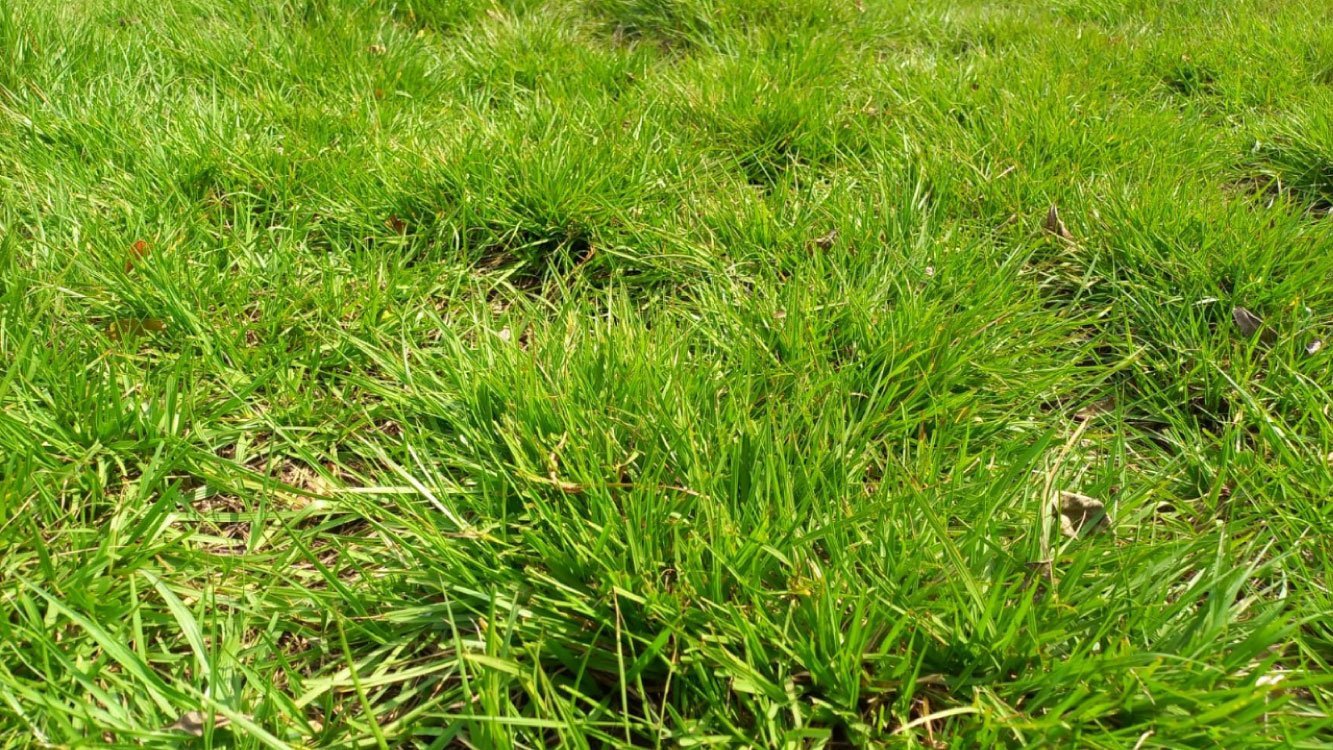 Plantation and Nursery