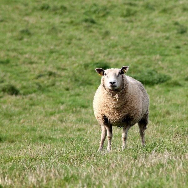 sheep, mammal, livestock-621167.jpg